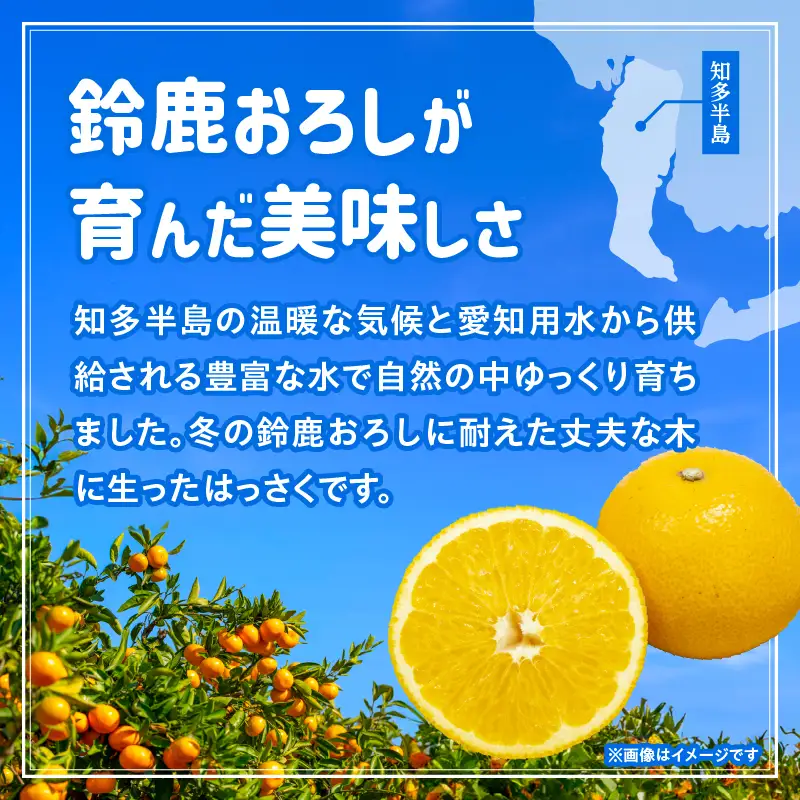 【先行予約】【訳あり】常滑ハッピーはっさく 1.5kg （3～4個）｜ はっさく フルーツ 常滑市
