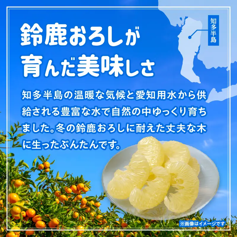 【先行予約】【訳あり】常滑ハッピーぶんたん 1.5kg（2～3個）｜ぶんたん フルーツ 常滑市