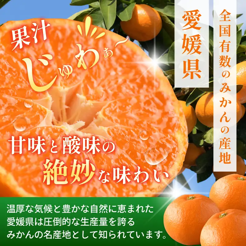 【数量限定】温州みかん 約3kg 小玉 約15～25個程度【K003940K3】えひめ みかん 小玉 路地栽培 マルハ果樹園 ＼大人気商品／ みかん 愛媛県 今治産 国産 柑橘 果物 美味しい 高級みかん 甘いみかん 甘平みかん フルーツ【11月下旬頃から順次発送】