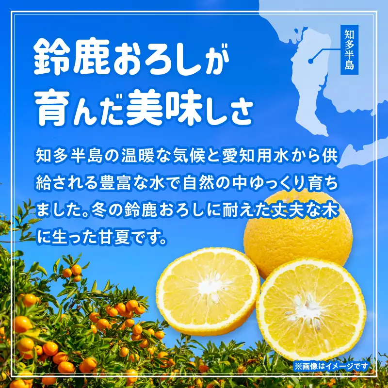【先行予約】【訳あり】常滑ハッピー甘夏 1.5kg～2kg（3～4個）｜甘夏 フルーツ 常滑市