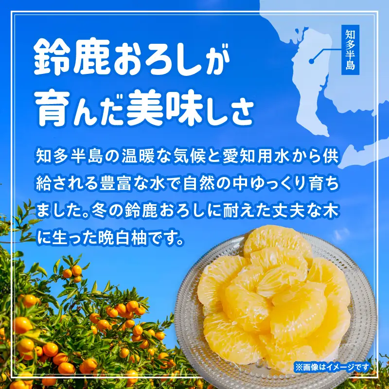 【先行予約】【訳あり】常滑ハッピー晩白柚 2kg～3kg（2個）｜ ばんぺいゆ フルーツ 常滑市
