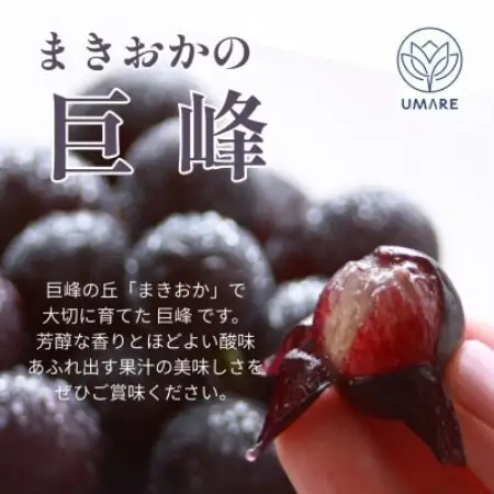 山梨県まきおか産　巨峰1.2Kg【配送不可地域：離島・沖縄県】【1756894】