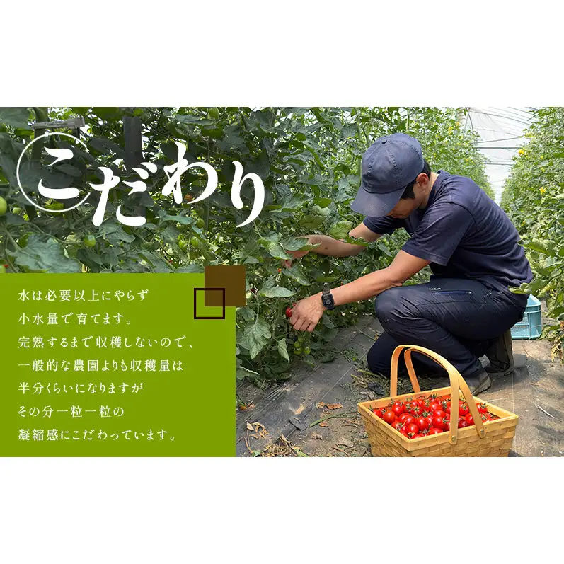 ミニトマト フラノルージュ 完熟 訳あり 北海道産 ミニトマト【1kg】