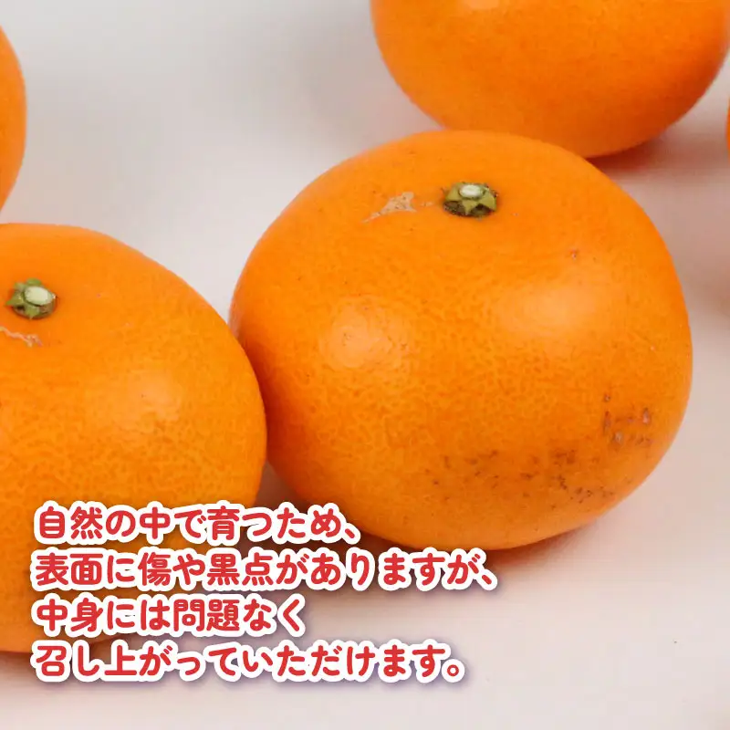 せとか 5kg こうの果樹園 せとか B016-182009