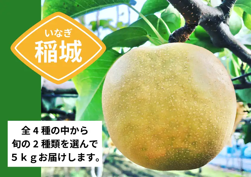 【コマキ農園】季節の梨セット（2種・5kg)【8月末～9月末発送分予約】