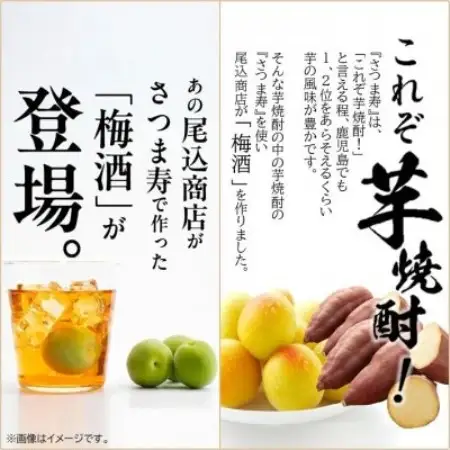 【数量限定】尾込商店「さつま寿 梅酒」720ml×1本【1758801】