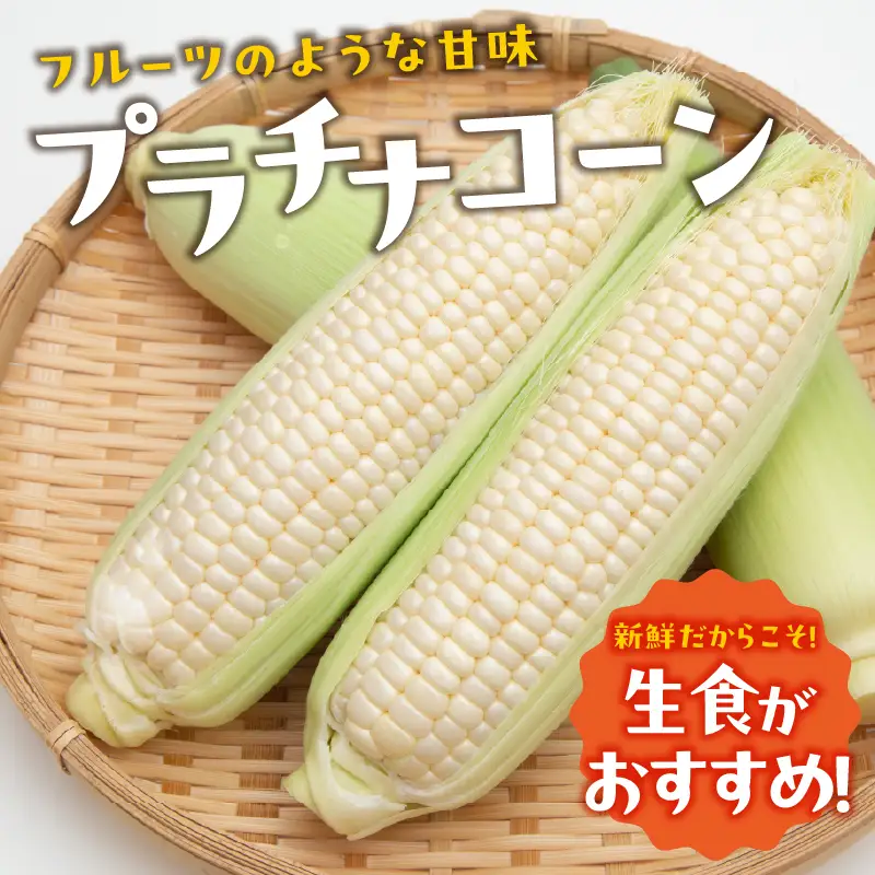《先行受付》朝採りプラチナコーン約3kg・A品L～3L・7〜9本程度 【2026年9月上旬頃～発送予定】【山形とうもろこし・大江町産・明石農園】 027-007