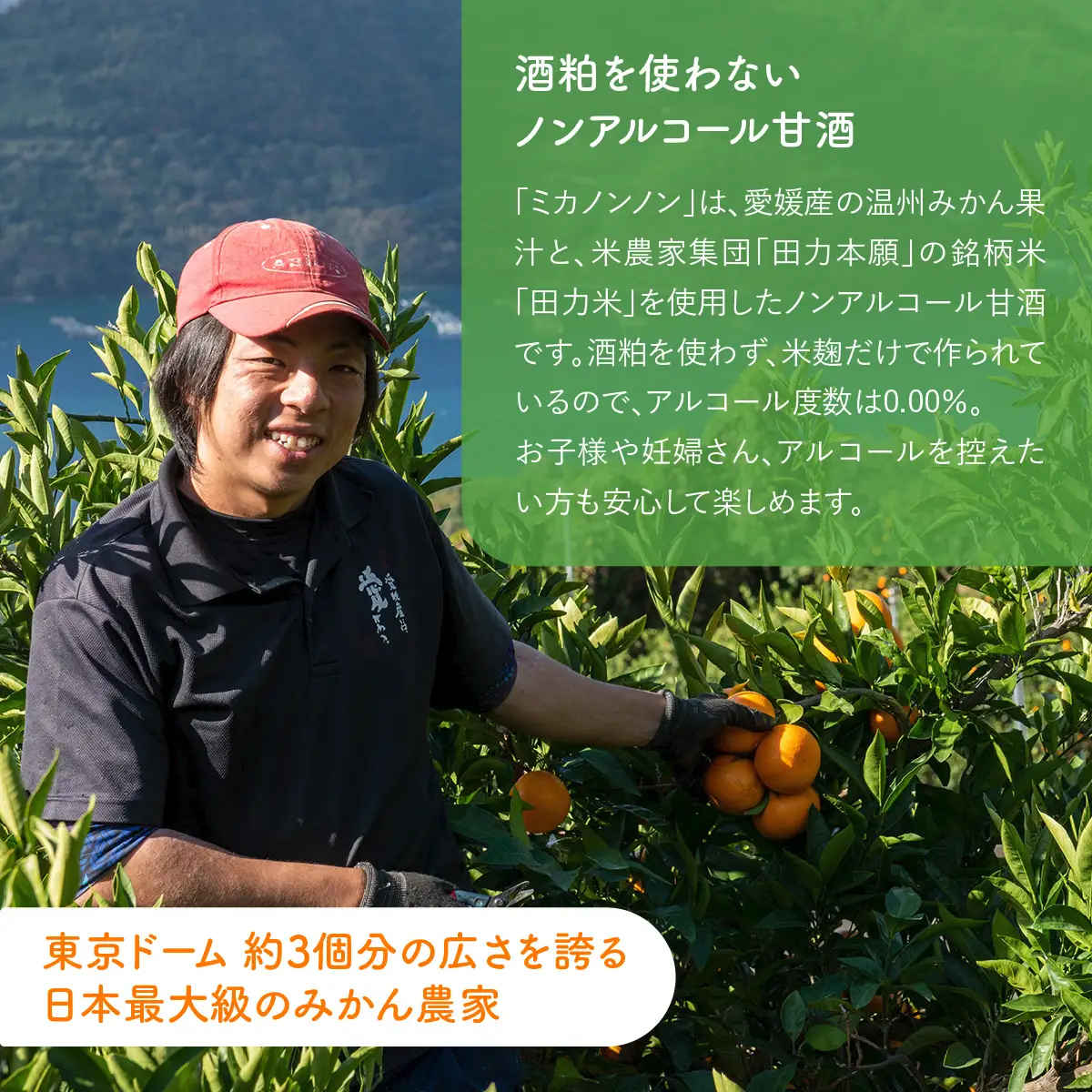 愛媛県産のお米と温州みかんのコラボレーションみかん甘酒 mikanon!non! (300ml×3本） ｜ 砂糖不使用 ノンアルコール甘酒 フルーツ甘酒 麹 腸活 乳酸菌 柑橘 果物 フルーツ 愛媛県産 伊方町 ※離島への配送不可  IKTF026