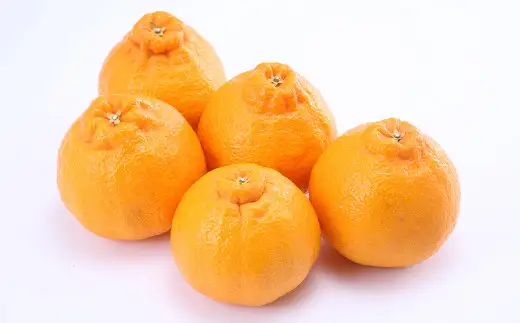 デコポン および 熊本県産 季節の柑橘 約3kg 約10～11玉  清見 柑橘 みかん 蜜柑 フルーツ くだもの 果物 【2027年3月下旬発送開始】
