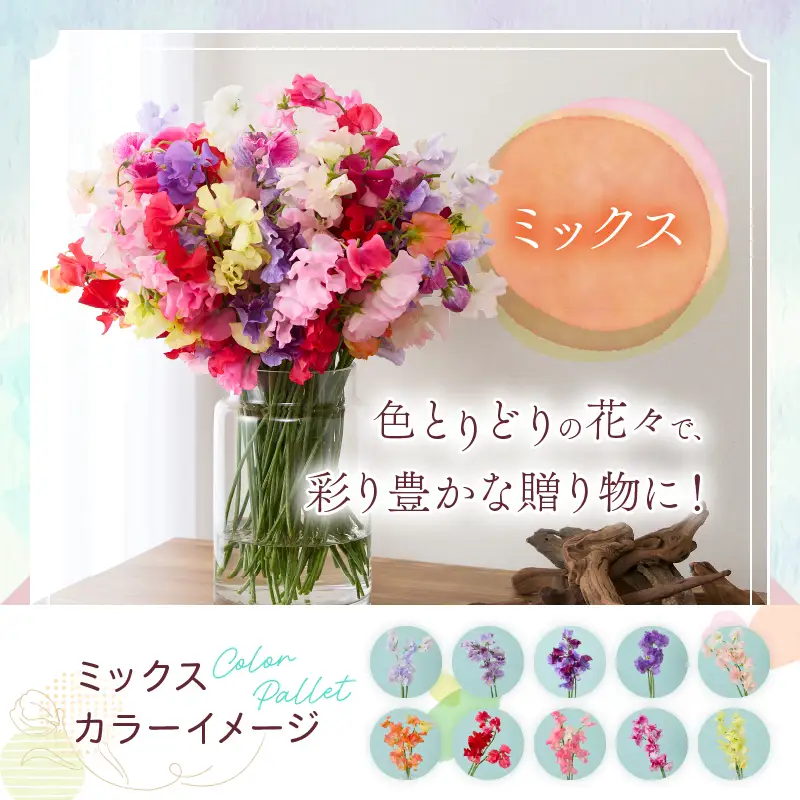 スイートピー 花束 50本 ミックス系 フラワー 期間限定 数量限定_CB123-26