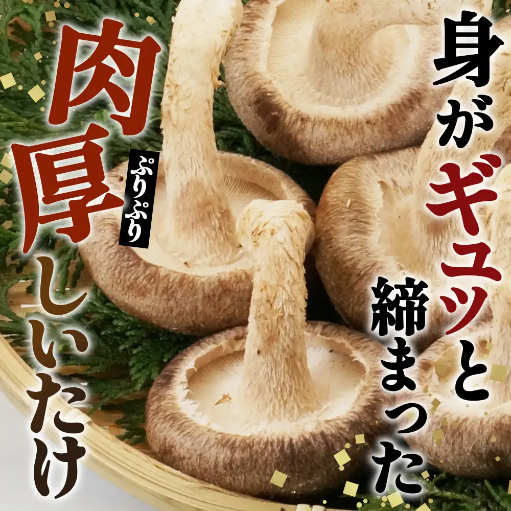 しいたけ 500g＜肉厚生しいたけ どんこ 12～14個入り 500g＞ ／ しいたけ 生しいたけ 肉厚 どんこ 菌床栽培 農薬不使用 国産 野菜 新鮮 ぷりぷり 食感 旨み BBQ 鍋 天ぷら 肉詰め 炒め物 大容量 料理用 山口県 No.232