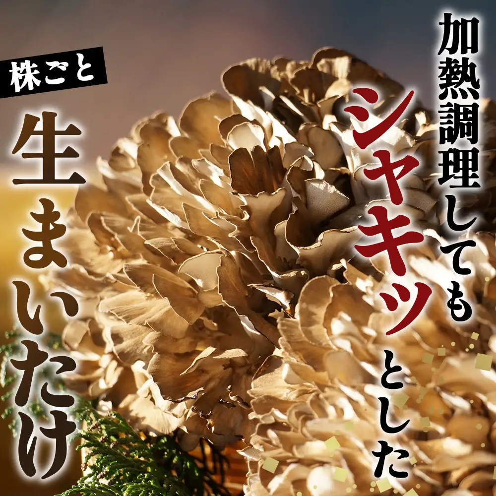 まいたけ 800g＜株ごと生まいたけ 2～3株 800g＞ ／ まいたけ 生まいたけ 舞茸 株まいたけ 株ごと 菌床栽培 農薬不使用 国産 野菜 新鮮 香り豊か シャキシャキ 歯ごたえ 天ぷら 炊き込みご飯 お吸い物 鍋 炒め物 大容量 山口県 No.233