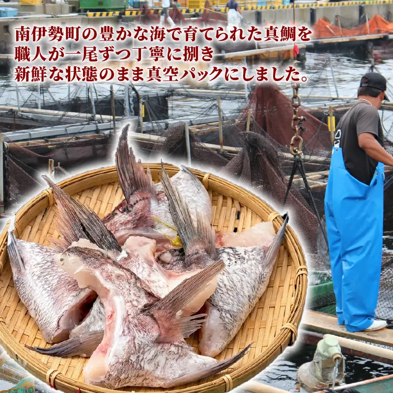 【冷凍】 南伊勢町産 鯛 カマ 10切入 真鯛 鯛めし							