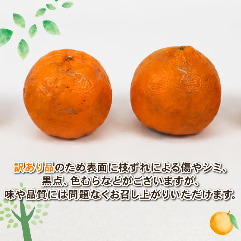 【 ポンカン 】 冬の柑橘 訳あり ポンカン 9kg 赤松果樹園 B012-208001