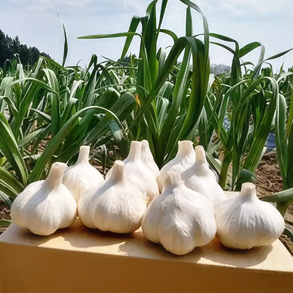 【青森県東北町産】乾燥にんにく　2kg　【02408-0208】