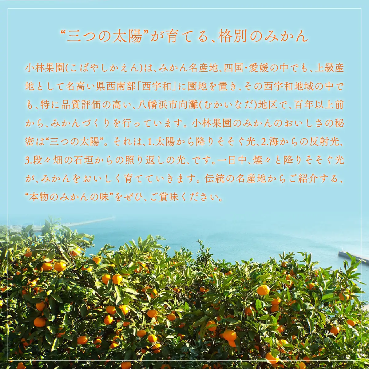 【先行受付】小林果園の不知火(約3kg)【24-44】YWTAD035