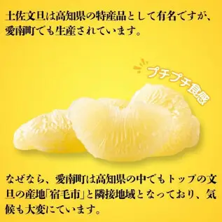 【先行予約】【訳あり】【発送:2027年3月上旬～なくなり次第】土佐文旦 こだまくん 6kg 文旦