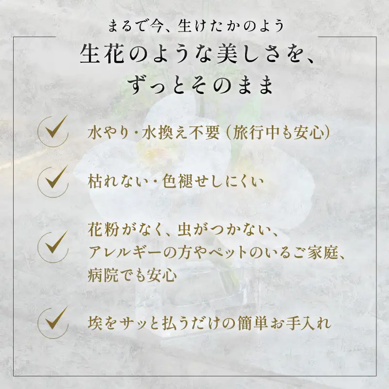 ユーチャリスセット エミリオロバ3W24S24 ユーチャリスセット【2点】