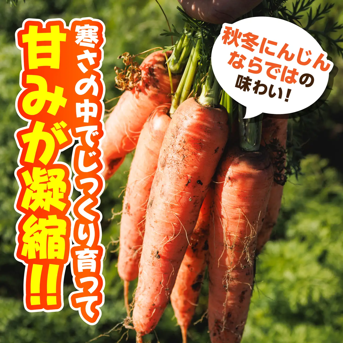 【先行予約】【12月中旬より順次発送】菊陽秋冬にんじん 秀品 約10kg / にんじん 菊陽にんじん 西洋にんじん ニンジン 人参 野菜 熊本 菊陽 【マツモト：ファーム】[BHDH009]
