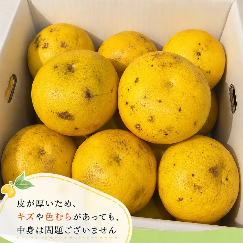 訳あり 土佐文旦 5kg 文旦 植田農園 ［1914］