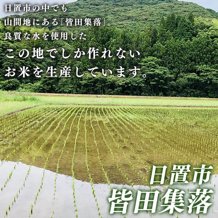 No.1374 鹿児島県産 さつま姫にんにく(20個×2袋・計40個) 国産 九州産 鹿児島 にんにく ひげにんにく ニンニク 調味料 【新川園芸】