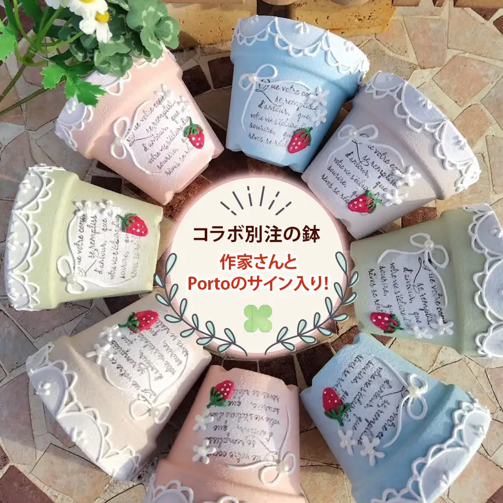 《9月下旬より順次発送》[作家リメイク鉢セット] 多肉植物 苗 おまかせ 5ポット+1ポットおまけ付き [1257]