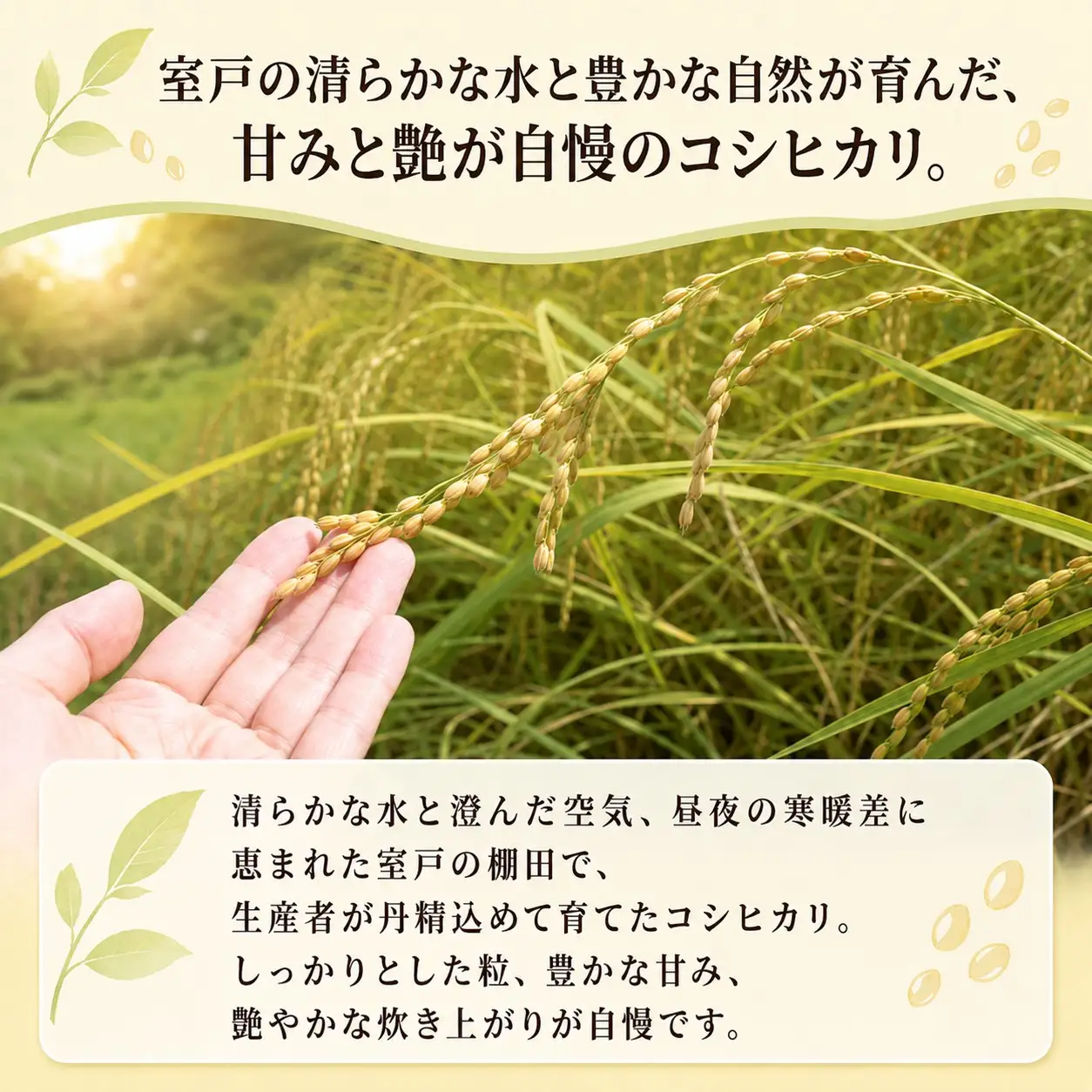 【新米】 令和8年産 先行予約 「コシヒカリ」 5kg ｜ 新米