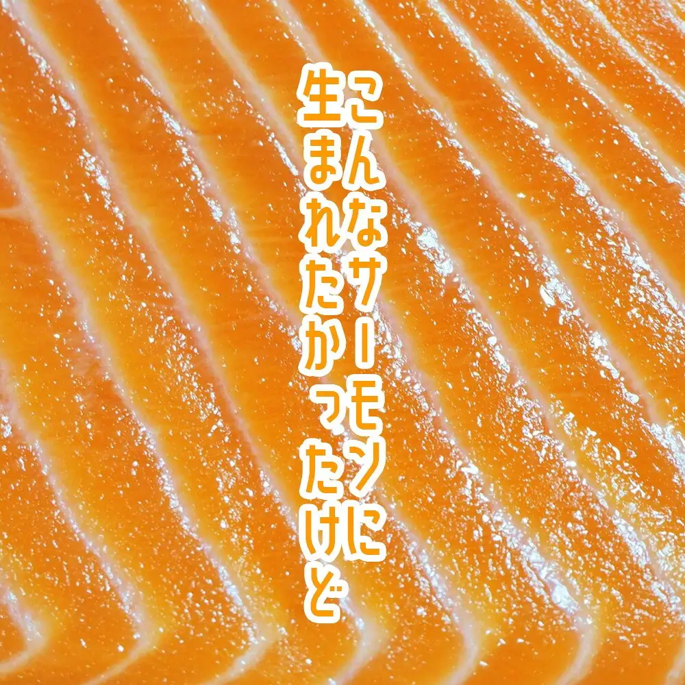 アトランティックサーモンのハラス2㎏ | nh00001