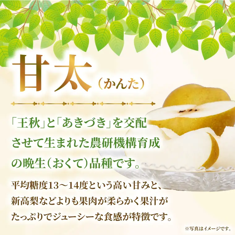 【9月中旬より発送】【数量限定】採れたて 梨 甘太 3kg（茨城県共通返礼品／かすみがうら市）（FW-15）