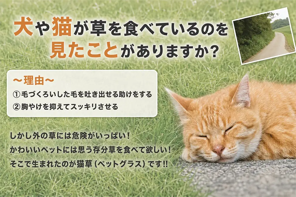 猫草 栽培セット 6鉢 [1195]