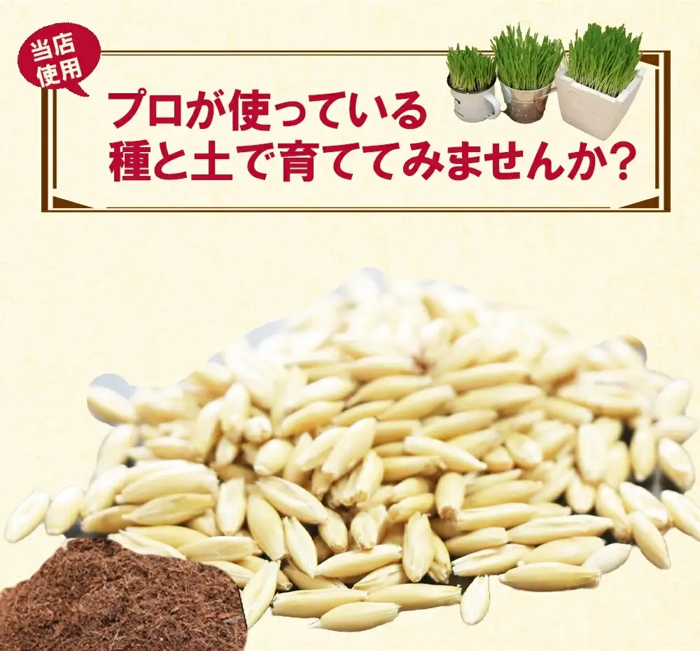 [猫草専用] 栽培用 良質な種とふわふわ土のセット [1206]