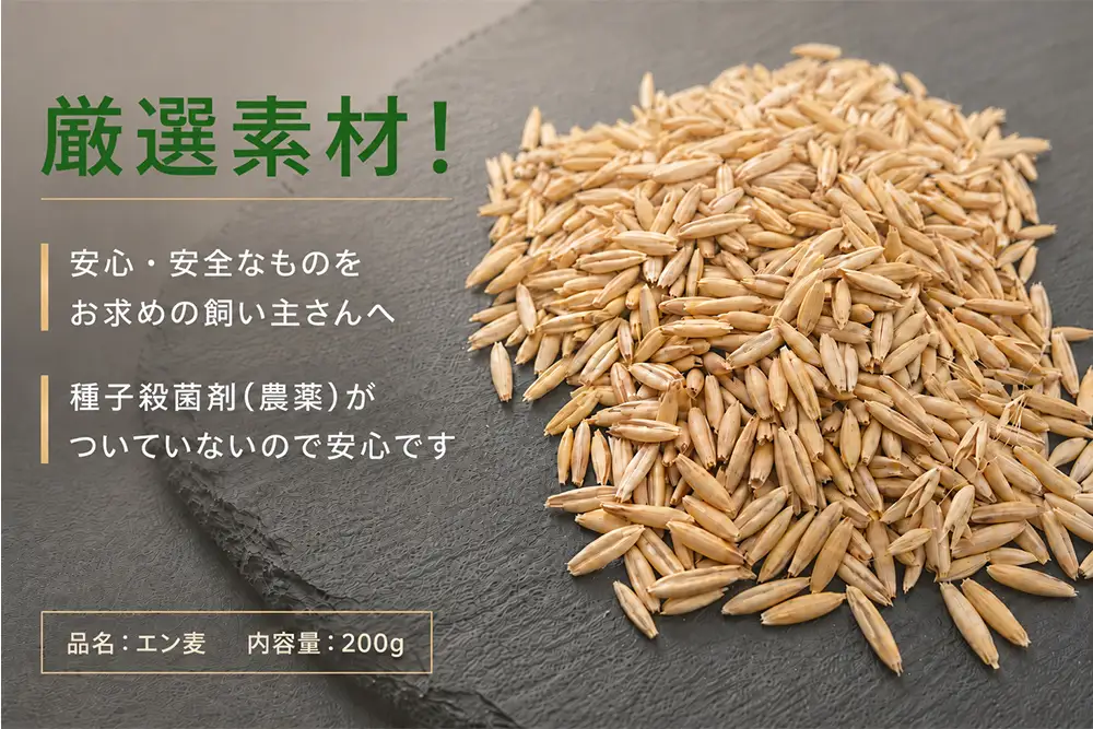 プロ仕様の無農薬 猫草のタネ 1袋 200g (5号鉢で約10回分) [1213]
