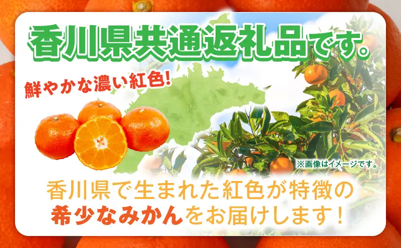 【先行受付】小原紅早生みかん(大玉)「金時紅」約3kg【香川県共通返礼品】 | 甘い みかん ミカン 柑橘 柑橘系 果物 フルーツ 青果 デザート グルメ おすすめ 贈答 贈り物 ギフト プレゼント 特産品 特産 取り寄せ ふるさと 果汁 人気 香川県 三木町 |_mk006-137