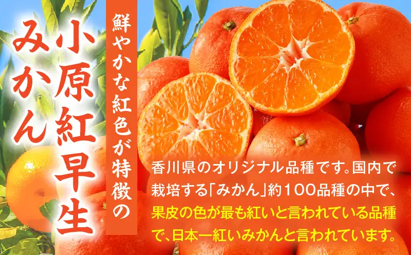 【先行受付】【特別企画】小原紅早生みかん「ちょっと大きな2Lサイズ」約5kg【香川県共通返礼品】 | 甘い みかん ミカン 柑橘 柑橘系 果物 フルーツ 青果 デザート グルメ おすすめ 贈答 贈り物 ギフト プレゼント 特産品 特産 取り寄せ ふるさと 果汁 人気 香川県 三木町 |_mk006-138