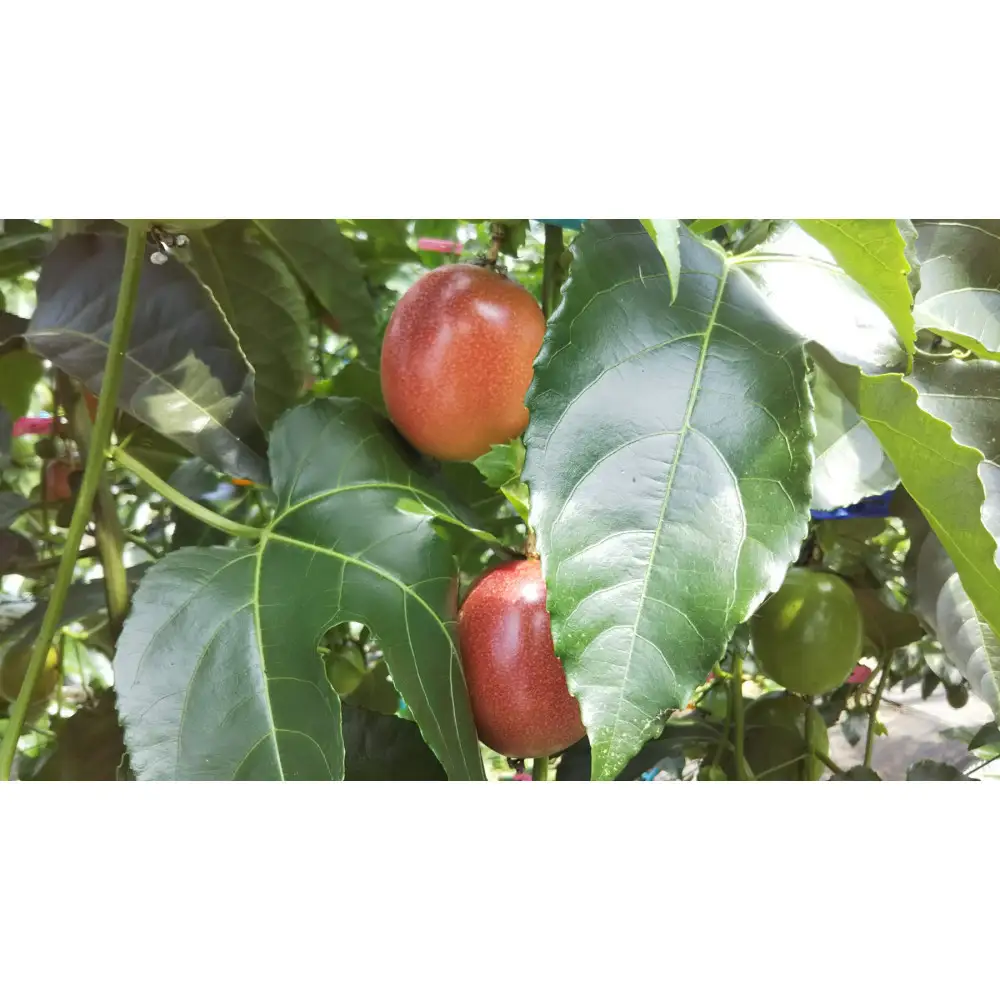 夏採れ!!【数量限定】パッションフルーツ　約１.６kg　Lサイズ　化粧箱
