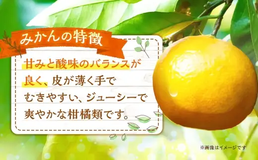 みかん 約4kg ミカン くだもの 果物 フルーツ 柑橘 柑橘系 柑橘類 果実 果汁 果肉 国産 【 2026年11月上旬～12月下旬発送予定 】 ( 1119 )