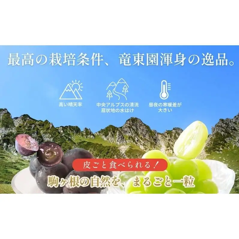 特選大粒シャインマスカット1房 ＆ 特選大粒ナガノパープル1房 (2房合計1kg以上)  セット 大粒 種なし 皮ごと 食べ比べ フルーツ 果物 マスカット 旬のフルーツ 信州産 長野県