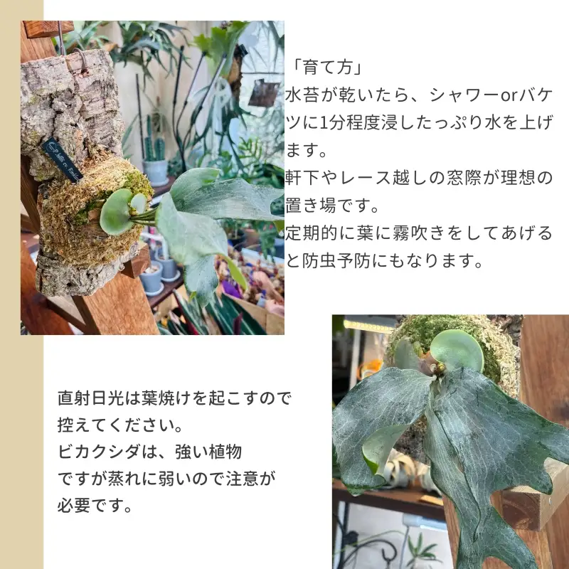 観葉植物 ビカクシダ P.hilli'Rimklong' コルク仕立て