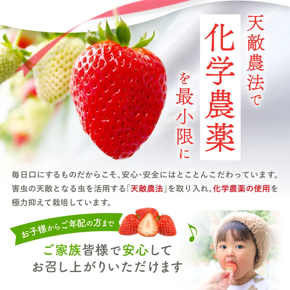 古都華 葛城市産古都華2パック 4月以降発送【ichi0001】