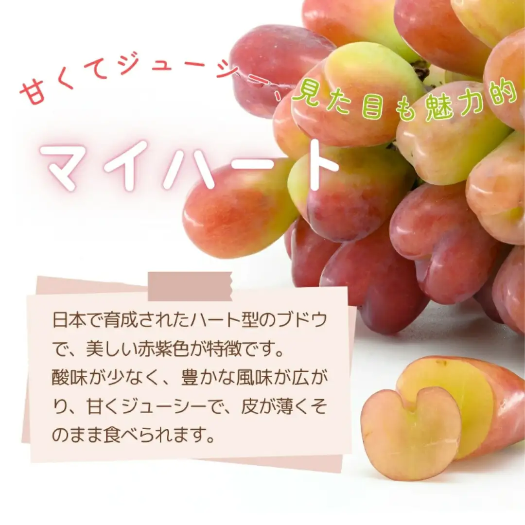【 先行予約 2026年発送 】 マイハート 1kg 冷蔵 種無し 種なし ブドウ ぶどう シャインマスカット 巨峰 品種 果物 家庭用 甘さ 大粒 美味しい 食べ方 ランキング おすすめ 福島県 田村市 福島 ふくしま 鈴木農園 でんじろうさん