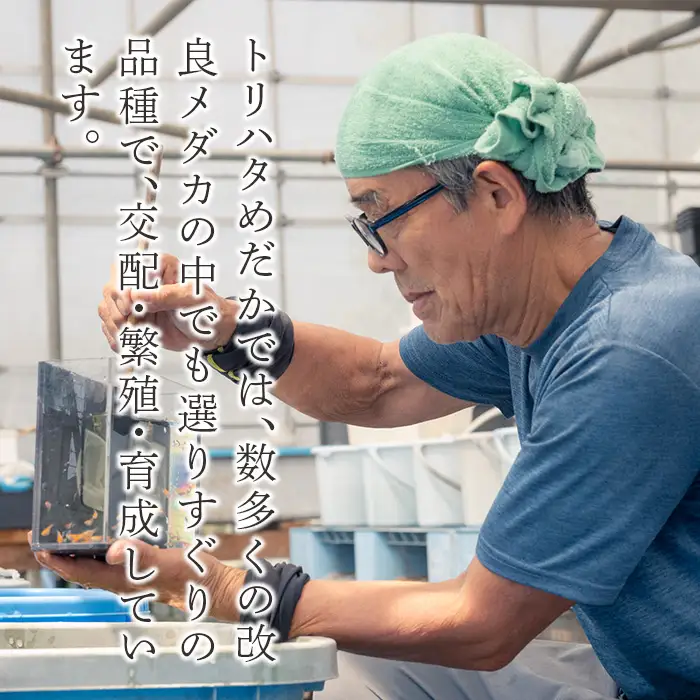 764 メダカ ルナイエロー 4匹 改良メダカ【トリハタめだか】