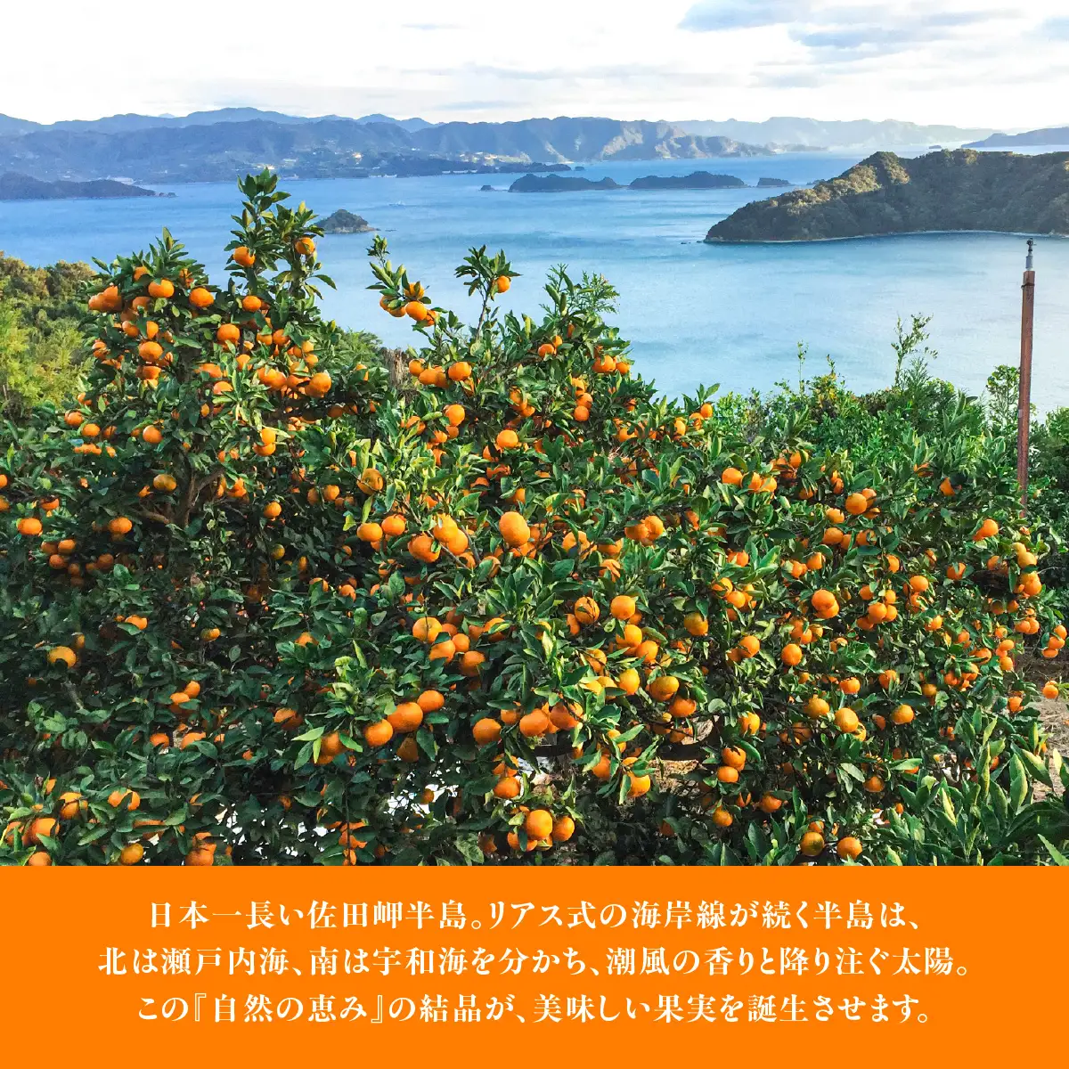 【愛媛県産】田縁農園の無添加100% かんぺい・紅まどんなジュース各3本セット（720ml×6本/かんぺい3、紅まどんな3） ストレート果汁100％ IKTA012