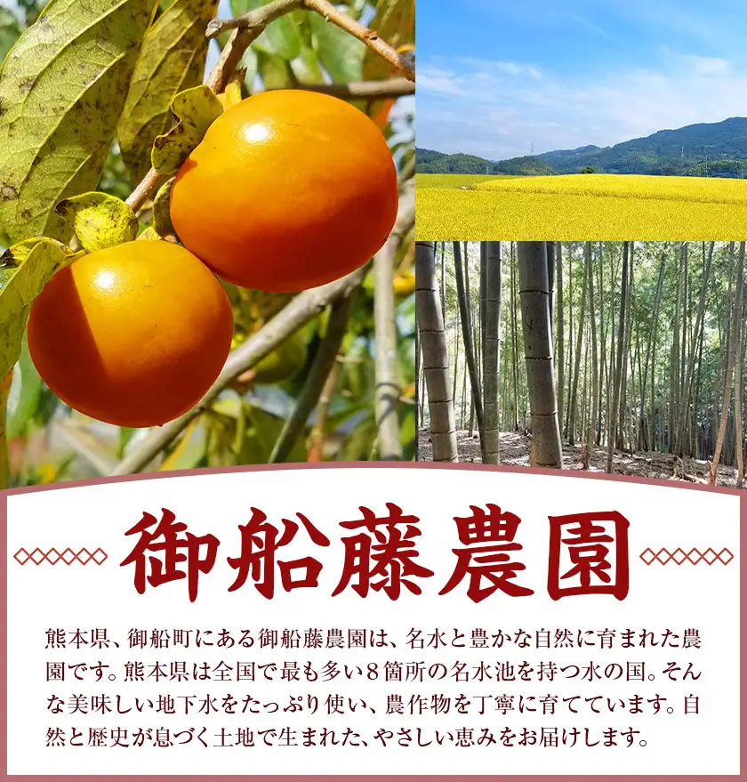 【先行予約】半生干し柿 クリームチーズブレンドチーズ付き 12個 柿 果物 フルーツ かき 高瀬柿 御船藤農園