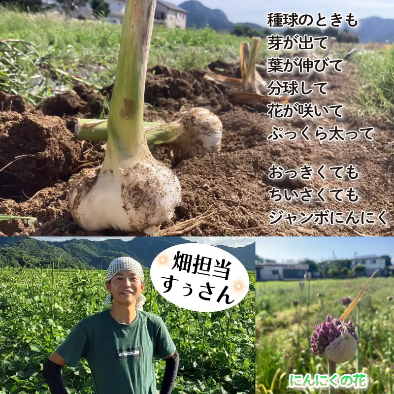 ジャンボにんにく 300g（3～6個）ニンニク