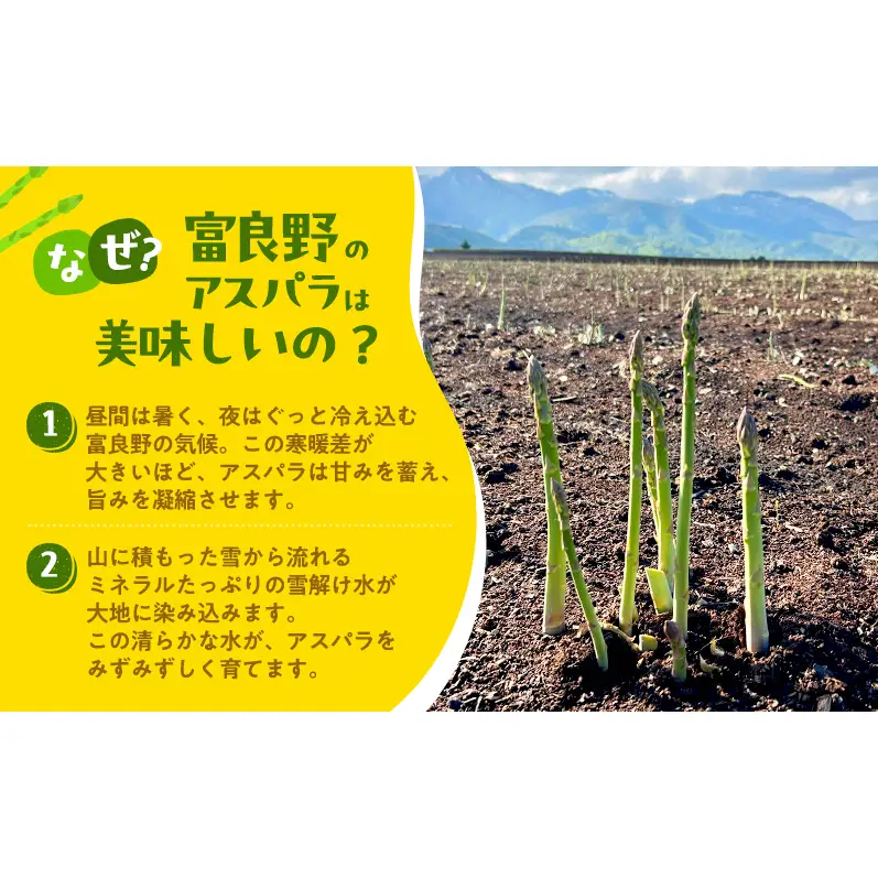 グリーンアスパラ M～Lサイズ 富良野産 アスパラ【約1.5kg】【先行予約】