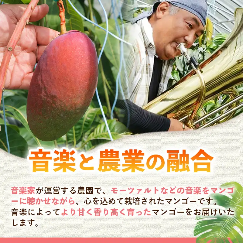 【モーツァルトを聞かせて育てた】アップルマンゴー 約1kg【国産 産地直送 マンゴー アップルマンゴー 南国 フルーツ 旬 果物 人気 オガタファーム 福岡県 筑前町 OF001】