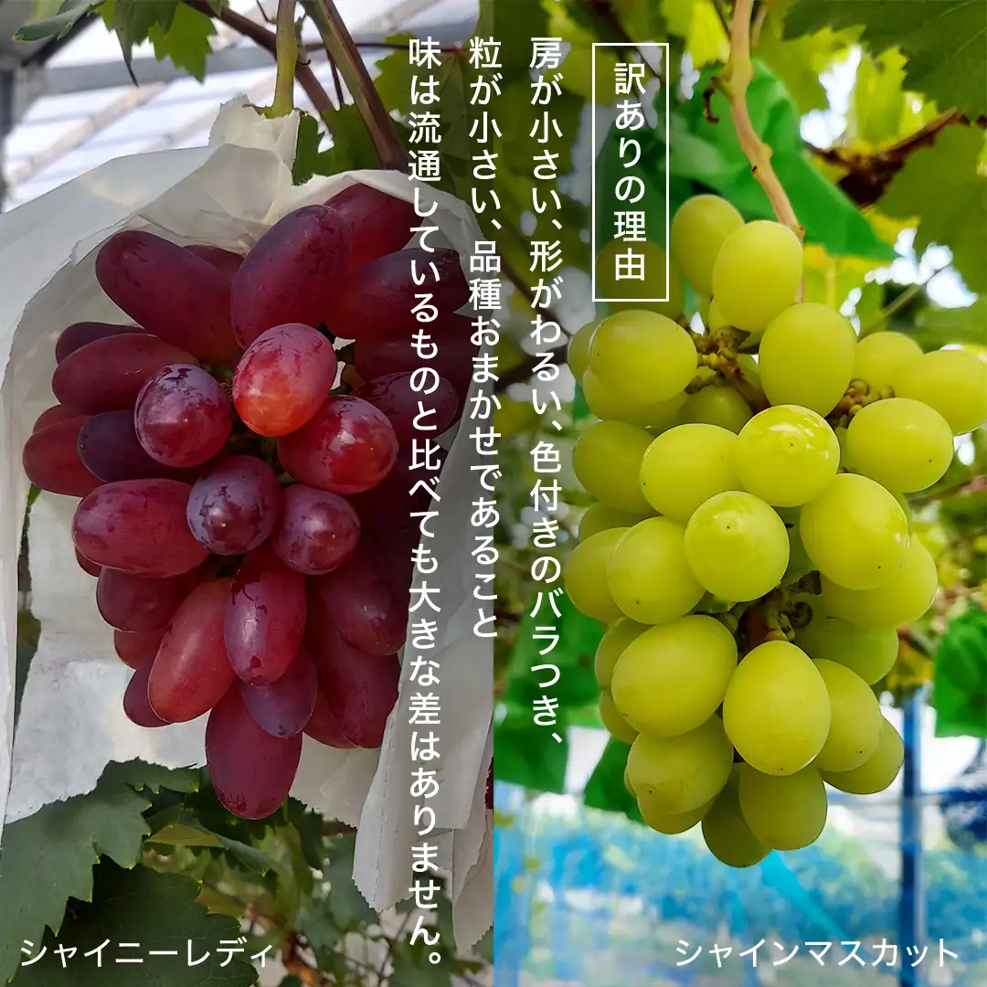 【先行予約】【 訳あり 】 ご家庭用 朝採れ ぶどう （品種おまかせ） 計 2kg 以上 （2026年8月下旬から発送開始）