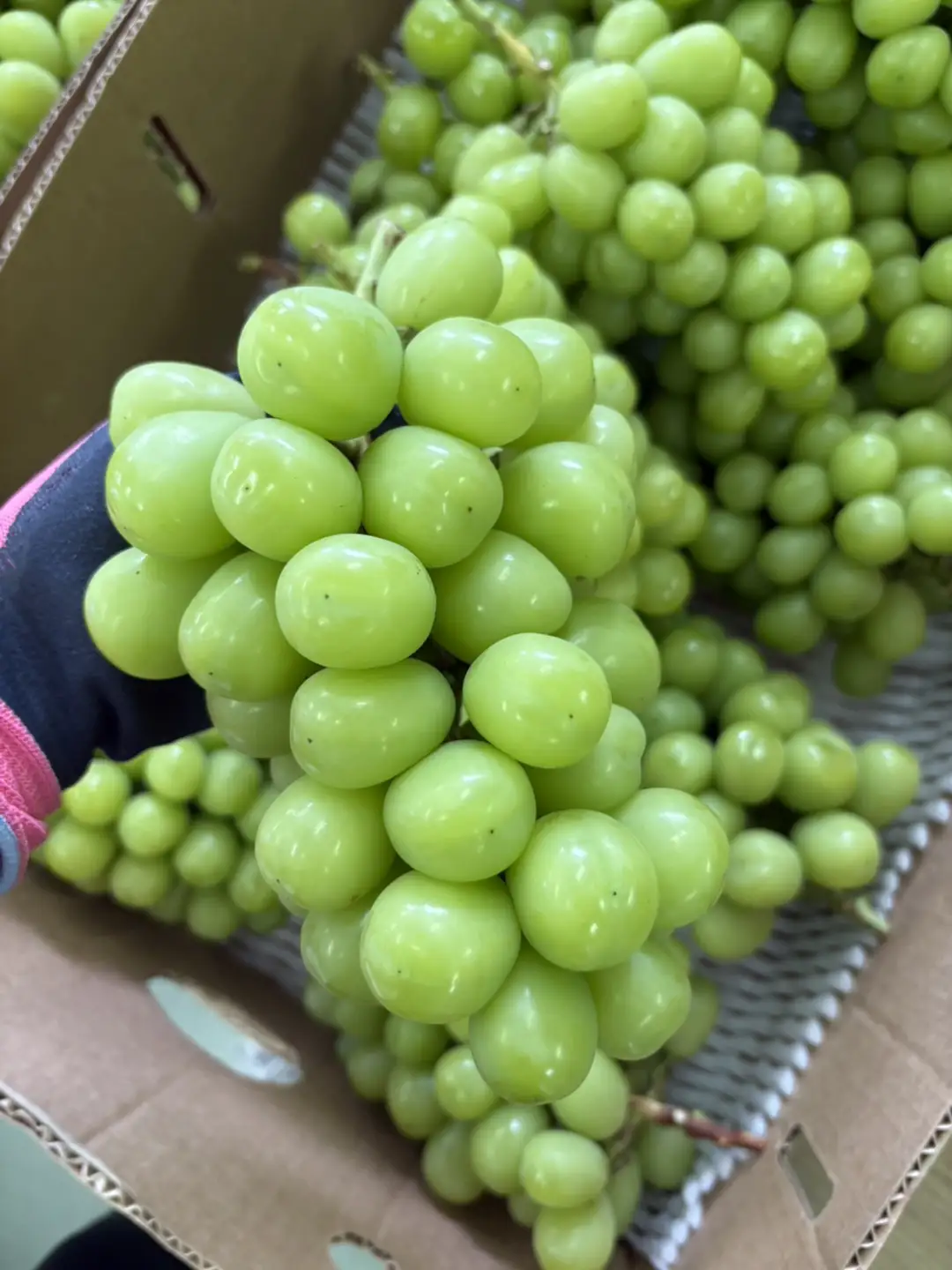 【8月後半発送】伊万里産シャインマスカット約1.4kg 113-B1074