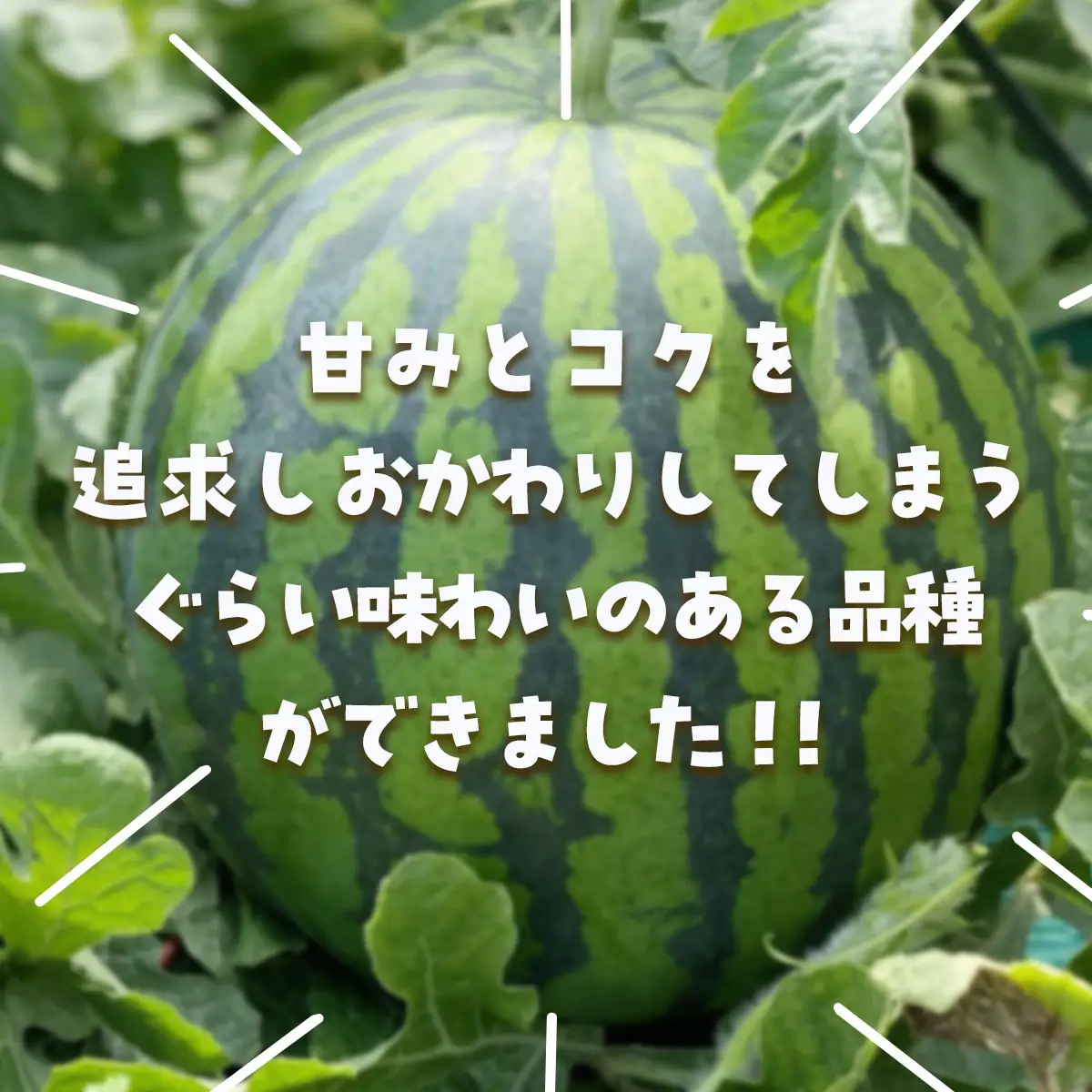 【先行予約・2027年6月下旬頃より発送】娘SUN 1玉　SMAF007