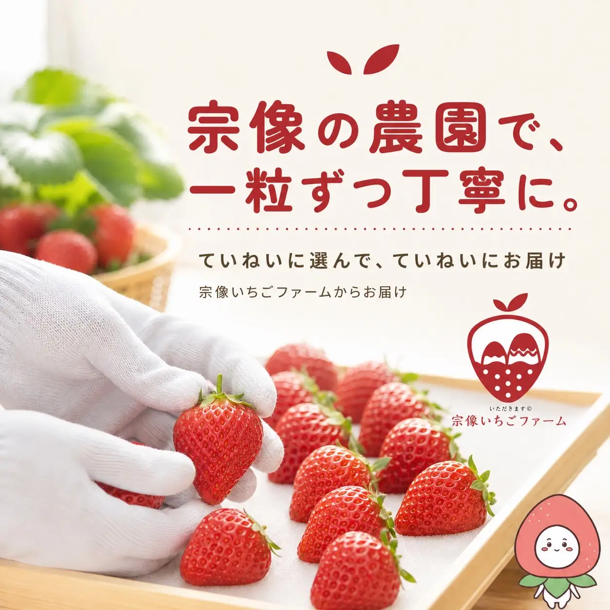 【先行予約】【2027年1月より順次発送】【3ヶ月毎月お届け】人気のいちご 2品種食べ比べ定期便【宗像いちごファーム】_HB0214 苺 イチゴ あまおう おいCベリー 福岡県宗像市 宗像市 福岡 宗像